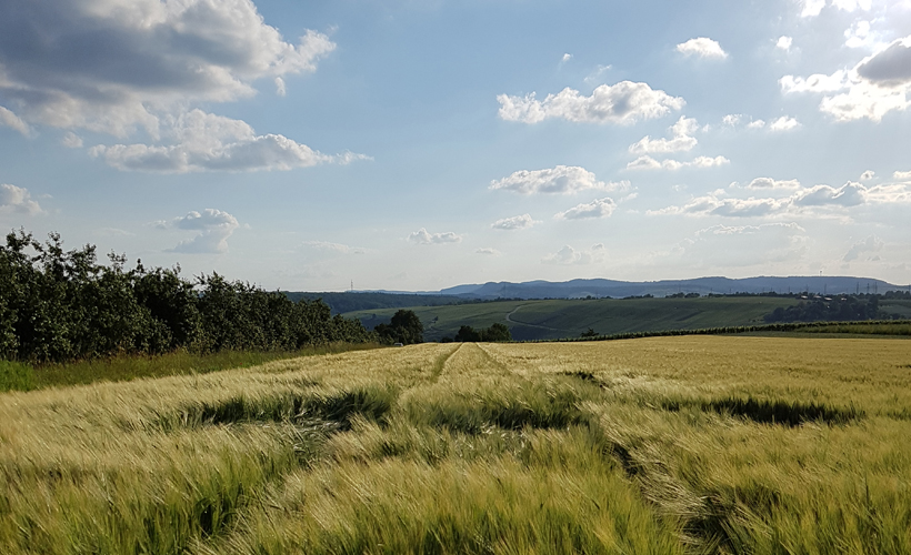 Weg durch die Weinberge mit Schnee bedeckt und blauem Himmel